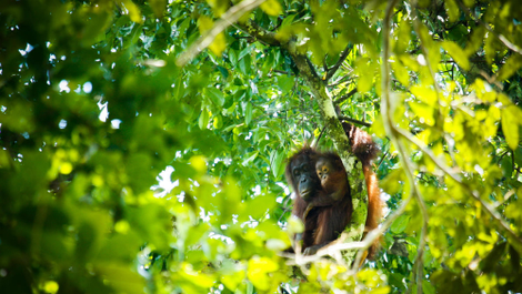 Illustration for article titled These 'Astroecologists' Are Using Star-Spotting Tech to Count Endangered Animals